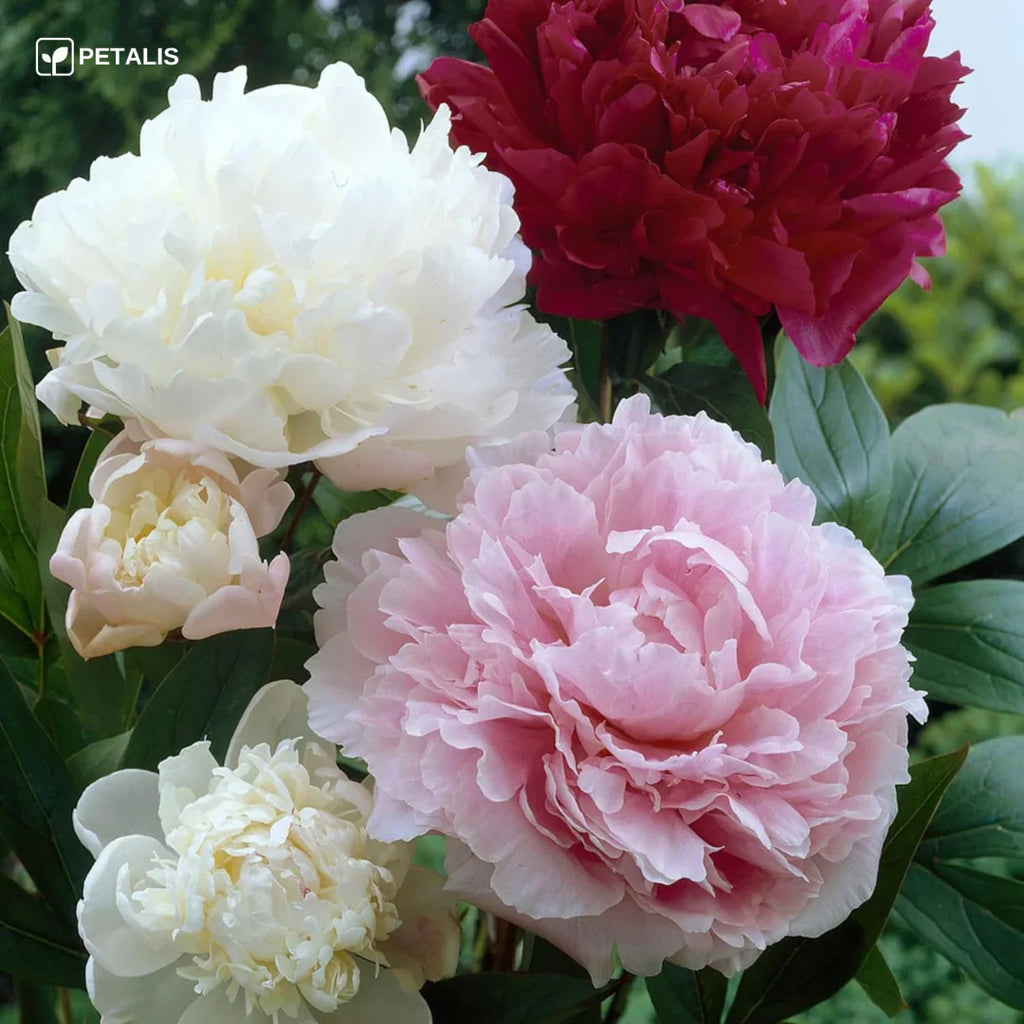 SEMILLAS ORGÁNICAS FLORALES DE EUSTOMA - PETALIS™ (400 SEMILLAS)