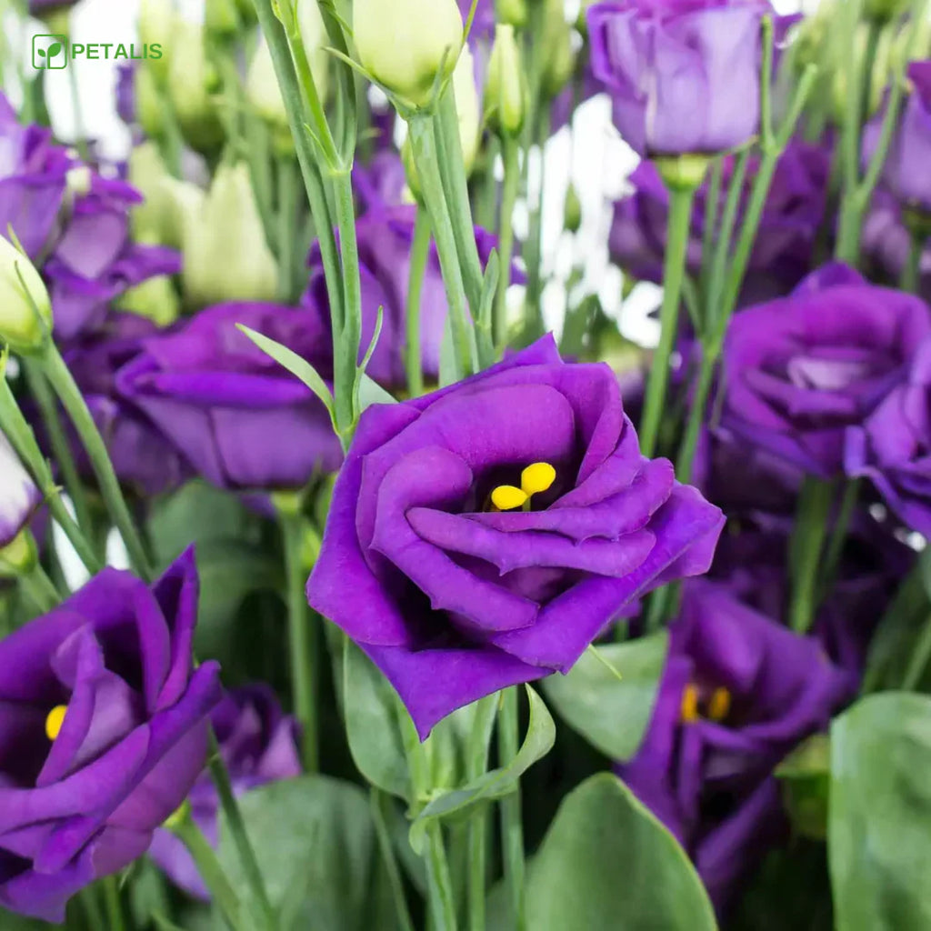 SEMILLAS ORGÁNICAS FLORALES DE EUSTOMA - PETALIS™ (400 SEMILLAS)