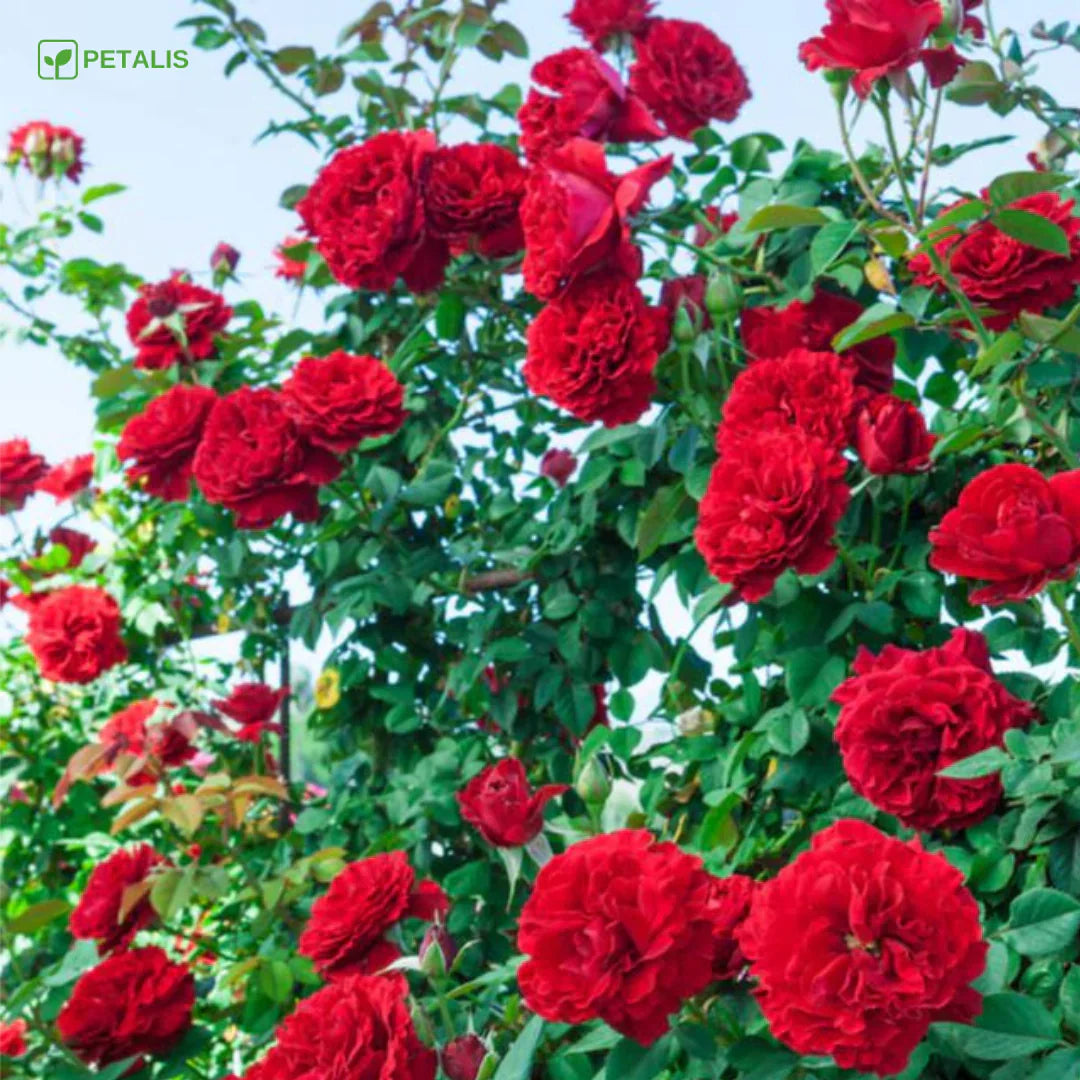 SEMILLAS ORGÁNICAS FLORALES DE EUSTOMA - PETALIS™ (400 SEMILLAS)