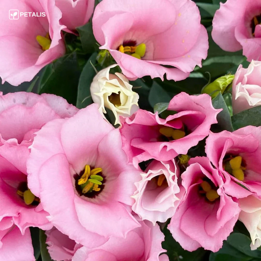 SEMILLAS ORGÁNICAS FLORALES DE EUSTOMA - PETALIS™ (400 SEMILLAS)